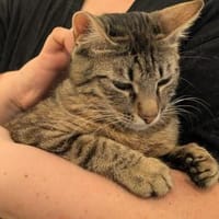 Unser zartes Katzenseelchen Findus, Kater zur Adoption