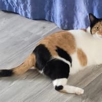 Liebe Lina sucht ein Zuhause, Katze zur Adoption
