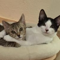 Geschwister Duo sucht neues Zuhause, Kater zur Adoption