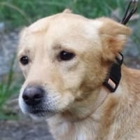Hundejunge BONI, Hündin zur Adoption
