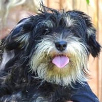 Der kleine DIXIE sucht Familie, Hund zur Adoption