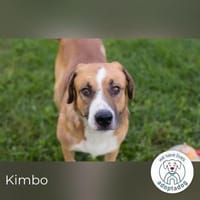Kimbo: Sensibler Herzenshund mit großem, Hund zur Adoption