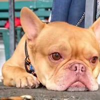 Französische Bulldogge sucht tolle Mensc, Hund zur Adoption