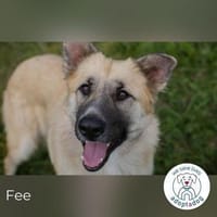 Fee: anhängliche Schönheit, Hündin zur Adoption