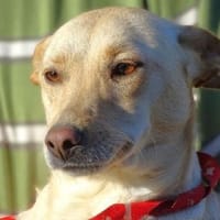 Schnuckelchen JANA, Hündin zur Adoption