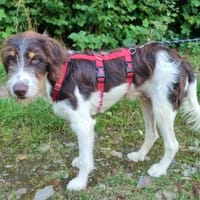 Lion braucht liebe Menschen, Hund zur Adoption