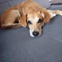 Murphy (*2020)auf PS in 94428 Eichendorf, Hund zur Adoption