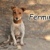 Fermin hat großes vor💖, Hund zur Adoption