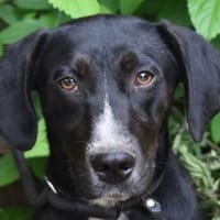 Paddy - ungleiches Geschwisterpaar, Hund zur Adoption