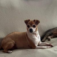 Ozzy sucht sein Zuhause, Hund zur Adoption