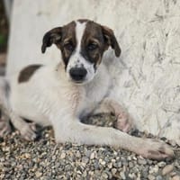 Finlay - schüchtern aber süß, Hund zur Adoption
