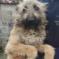 Mili, charmante Herzenshündin, Hündin zur Adoption
