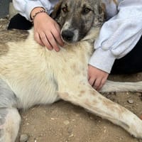 Kira - Lebensfreude auf vier Pfoten, Hündin zur Adoption