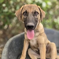 Fritz - sucht noch sein Körbchen, Hund zur Adoption