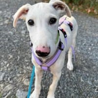 Pollux sucht ein liebevolles Zuhause, Hund zur Adoption