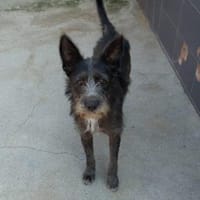 Bruno, ein Traum in schwarz, Hund zur Adoption