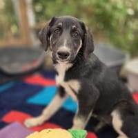 Felia - sucht noch ihre Familie, Hündin zur Adoption