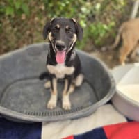 Fidi - sucht noch ihr Zuhause, Hündin zur Adoption