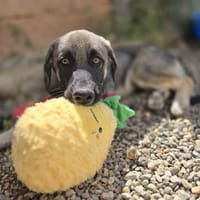 Fips  Kleiner Schatz sucht großes Glück, Hund zur Adoption