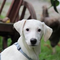 Biba sucht ein neues Zuhause, Hündin zur Adoption