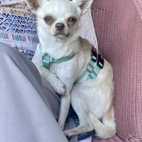 Stella in 40668 Meerbusch, Hündin zur Adoption