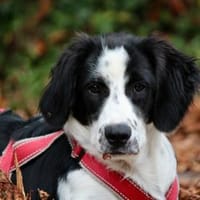 Shila wünscht sich eigene Familie, Hündin zur Adoption