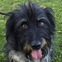 Chase - aktiv, lernwillig und so hübsch!, Hund zur Adoption