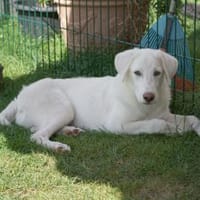 Pio sucht ein liebevolles Zuhause, Hund zur Adoption