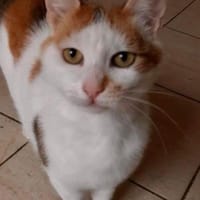 GOLDIE - geb. ca. 01/2021 - wk, Katze zur Adoption