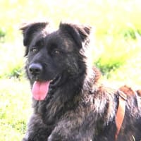 Mia - wartet auf ein warmes Körbchen, Hündin zur Adoption