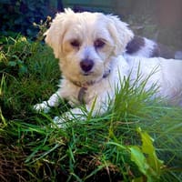 Kuralka Cookie in 66740 Saarlouis, Hündin zur Adoption