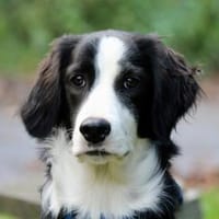 Möchten Sie Selen bei sich aufnehmen?, Hündin zur Adoption