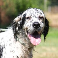 Bolero - freundlicher älterer Herr, Hund zur Adoption