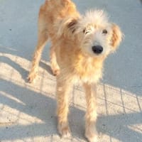 Luis, kleiner Wuschel sucht sein Zuhause, Hund zur Adoption