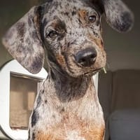 Tiramisu süsser Welpe auf der Suche...., Hund zur Adoption