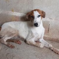 Corazón, ein Herz auf 4 Pfoten, Hündin zur Adoption
