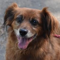 Ricki sucht Zuhause oder Pflegestelle, Hund zur Adoption