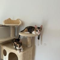Malina und Ljuba aus dem Tierschutz, Katze zur Adoption