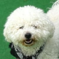 Flauschbällchen BUBI, Hund zur Adoption