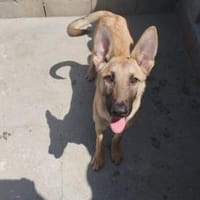 Marco, möchte die Welt entdecken, Hund zur Adoption
