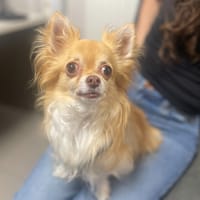 HOPPY, chien à adopter