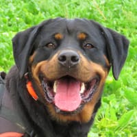 TITA, chienne à adopter