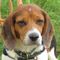 PLUTON, chien à adopter