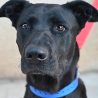 MOON, chienne à adopter