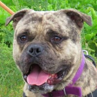 ZEUS, chien à adopter