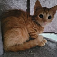 MACARON (leucose), chat à adopter