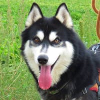 OLAF, chien à adopter