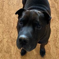 JAFAR, chien à adopter