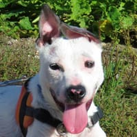 DIEGO, chien à adopter