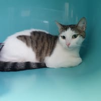 OPALE C, chatte à adopter
